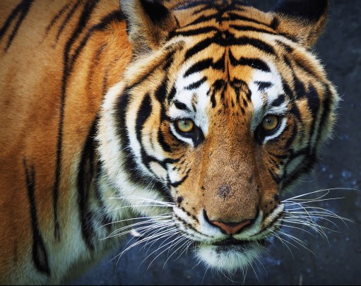 Tiger in Thailand zoo