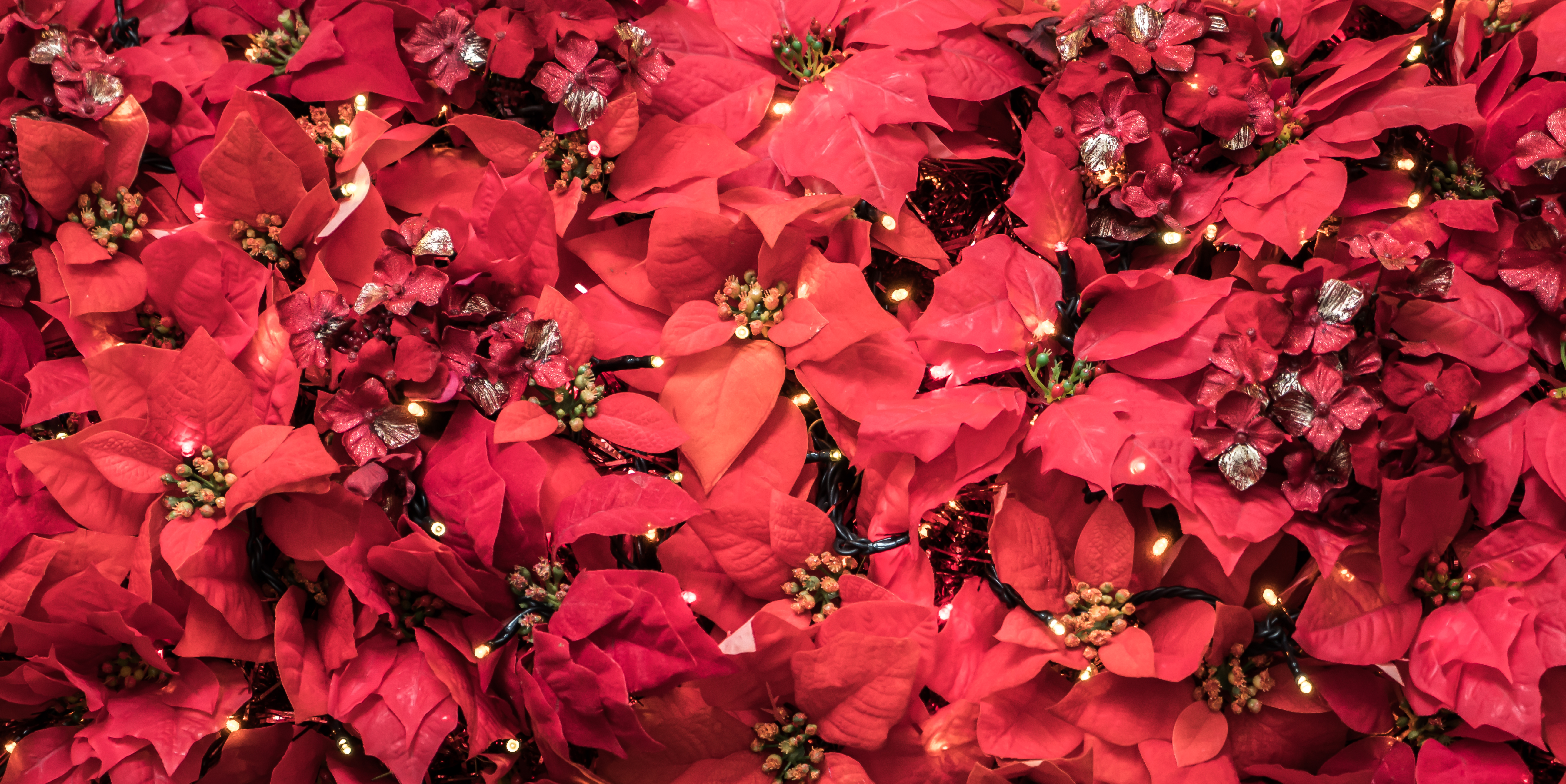 Poinsettia plant leaves. Christmas displays