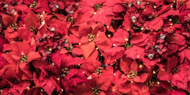 Poinsettia plant leaves. Christmas displays