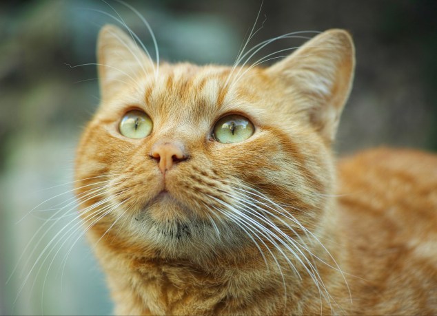 nature &amp; animals