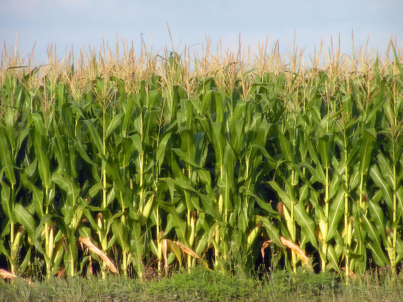 corn-2-1499929-1280x960