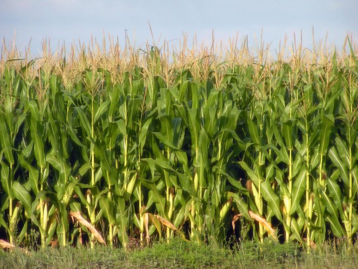 corn-2-1499929-1280x960