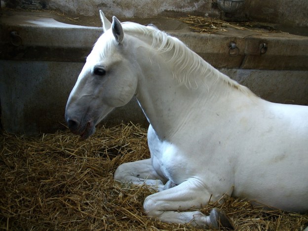 lipican-horse-1399491-1280x960