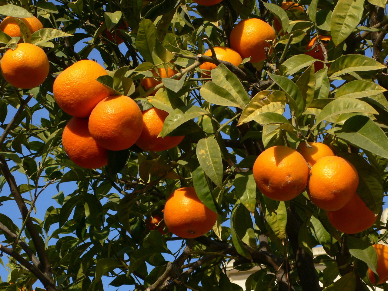 oranges-at-tree-1325437-1280x960