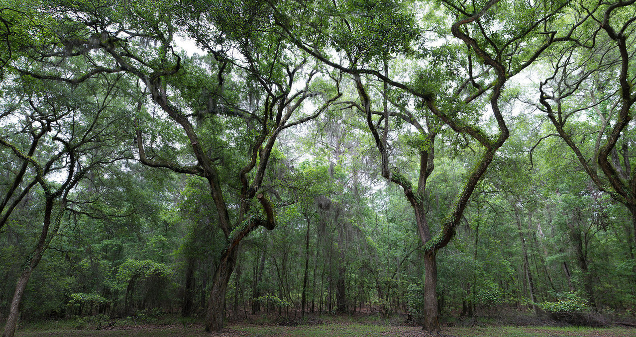 wormsloe-plantation-ii-1334468-1278x677