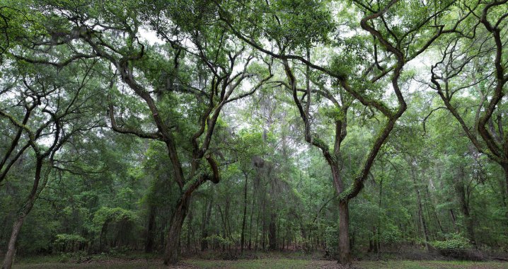 wormsloe-plantation-ii-1334468-1278x677